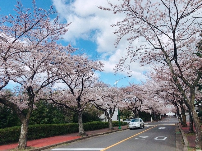 春は校内の桜が満開に🌸
